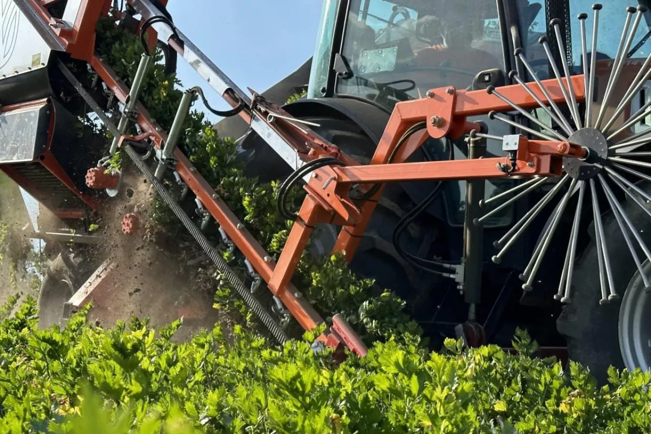 Zbiór selera korzeniowego