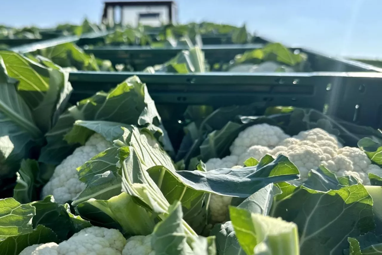 Zbiór kalafiorów 2024