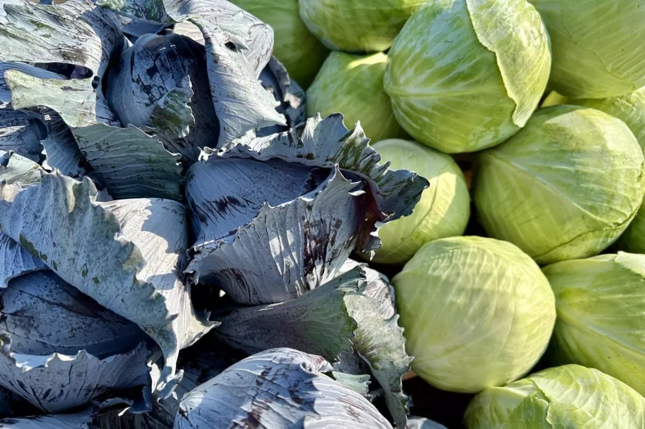 Czerwona i biała kapusta