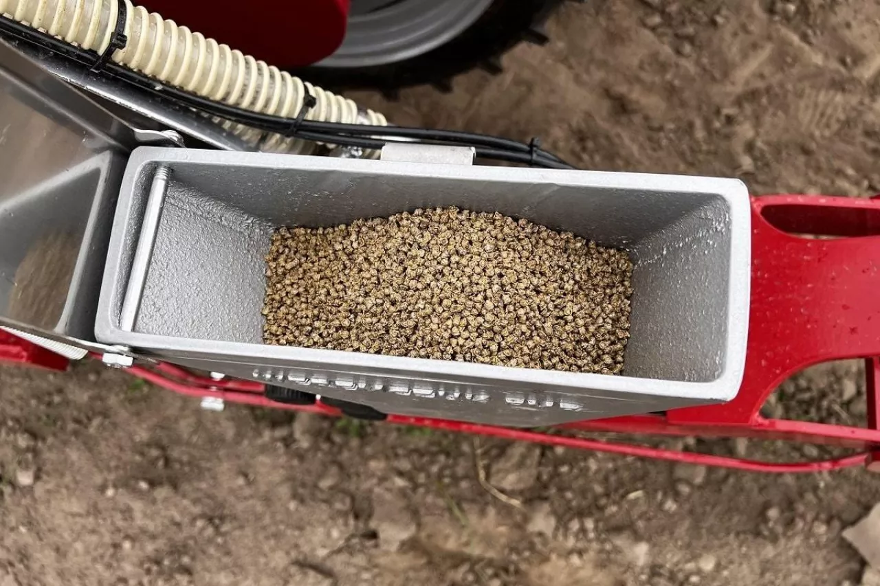 Nasiona buraka ćwikłowego