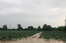 Zalana plantacja warzyw