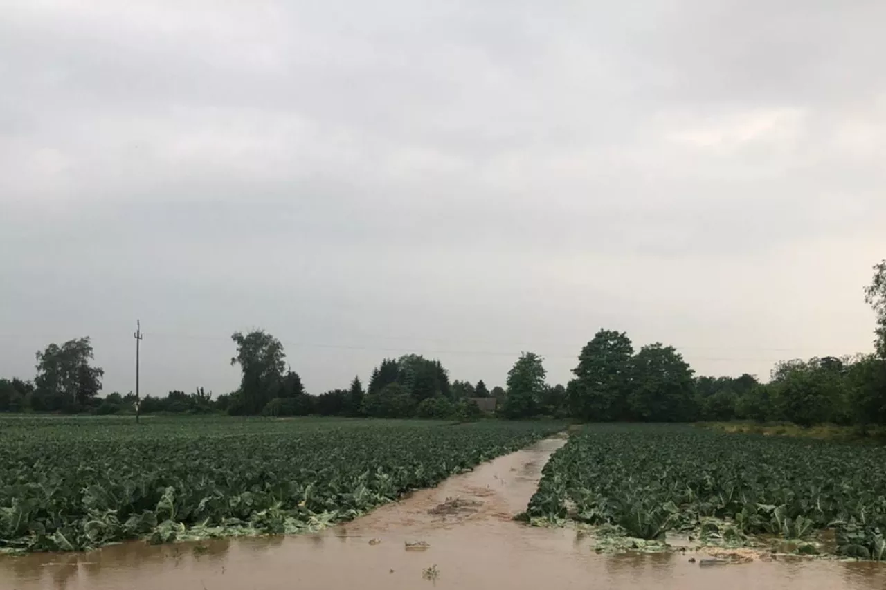 Zalana plantacja warzyw