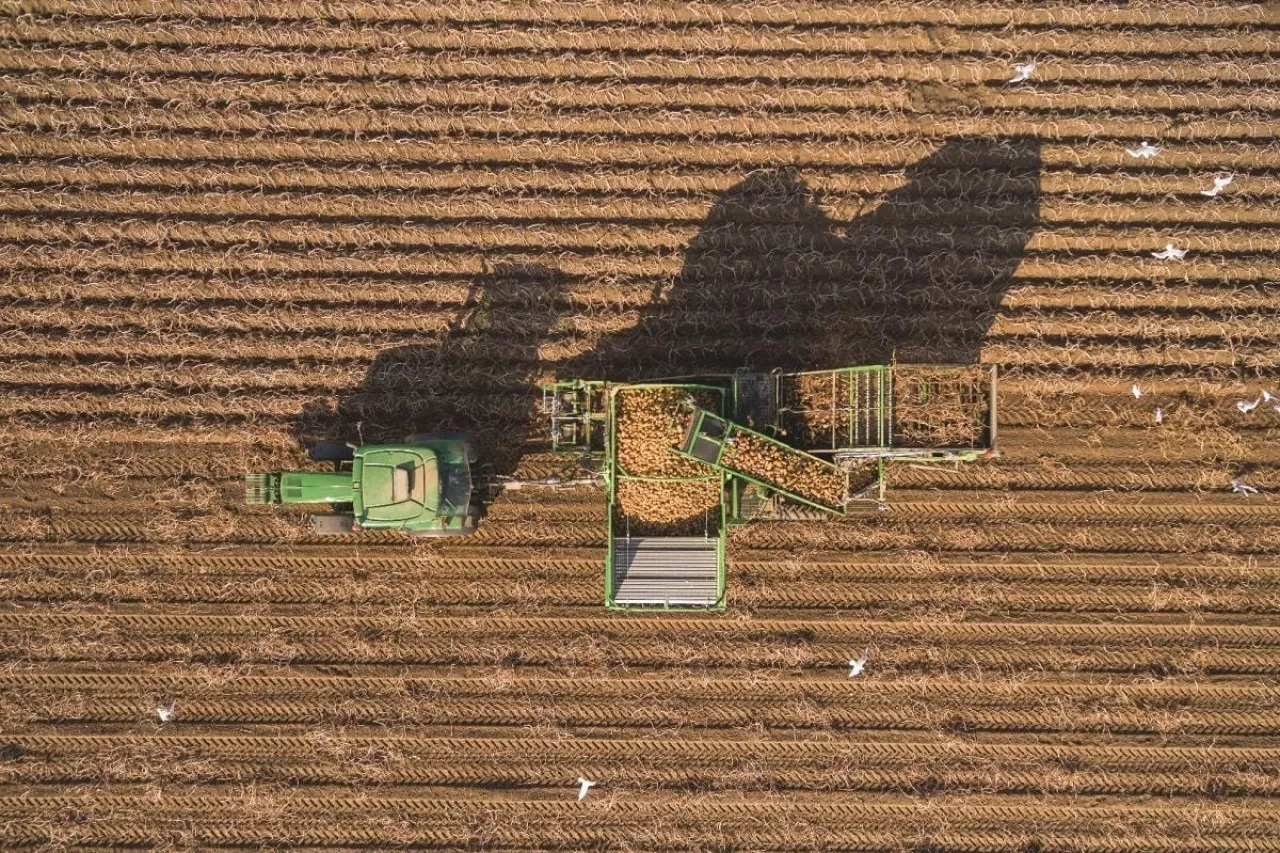 Kombajn do ziemniaków AVR spirit