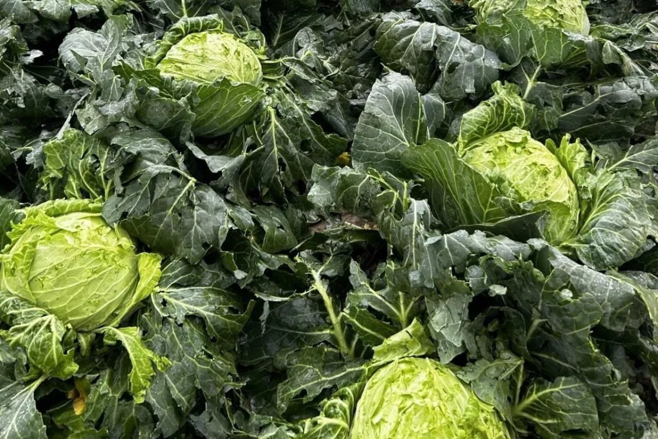 Kapusta po gradobiciu