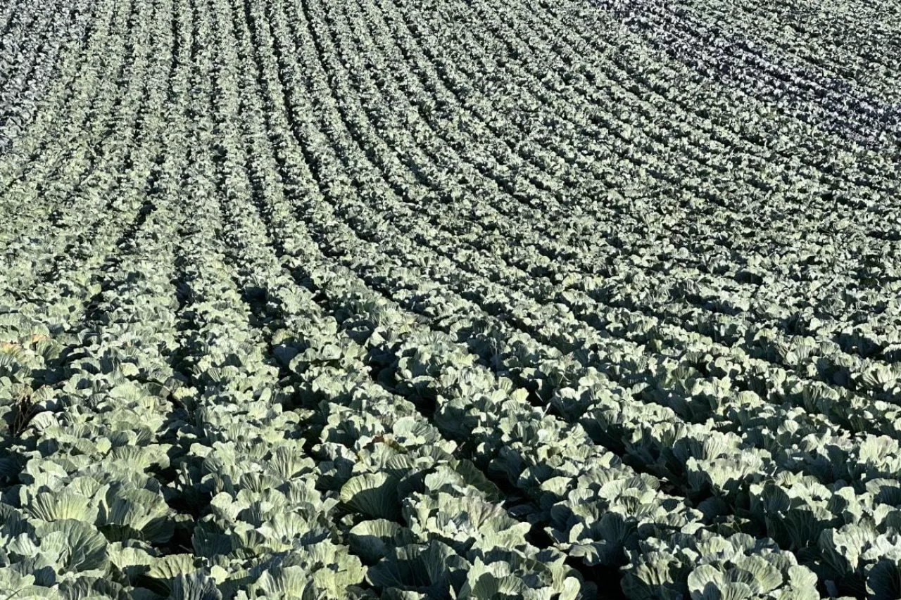 Uprawa kapusty w Polsce