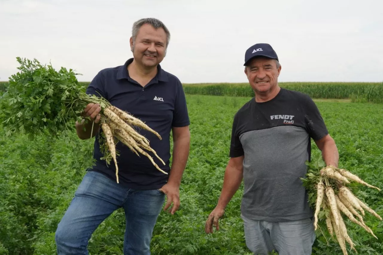 Nawożenie pietruszki ICL