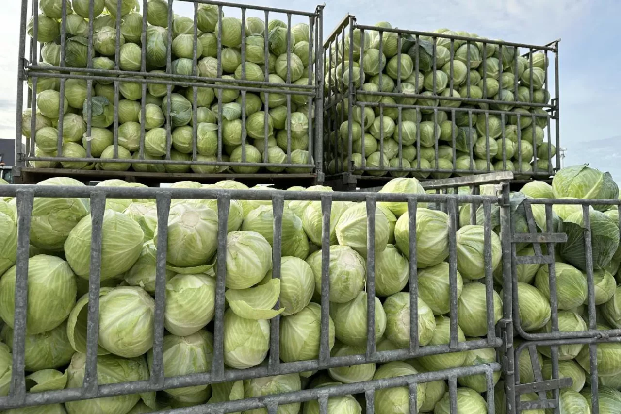 Kapusta w skrzyniach