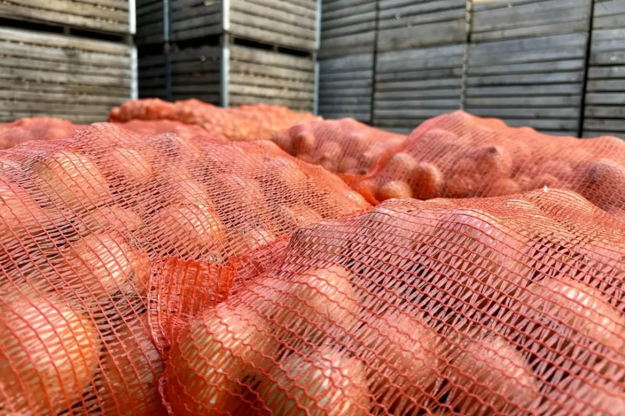 Cebula przygotowana do sprzedaży