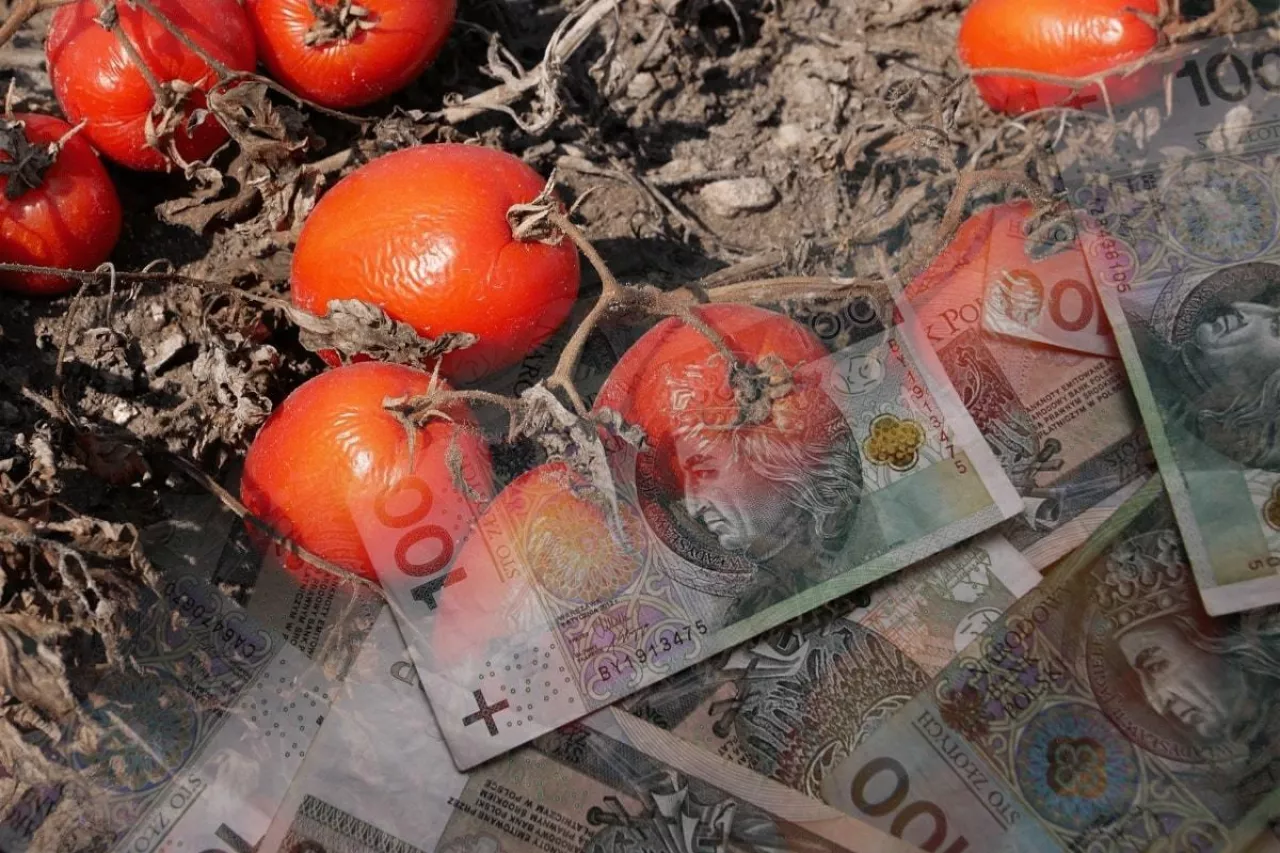 Plantacja pomidorów gruntowych po nawalnych opadach