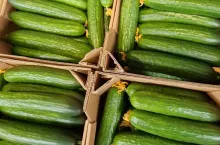 Ogórki sprowadzone z Rosji