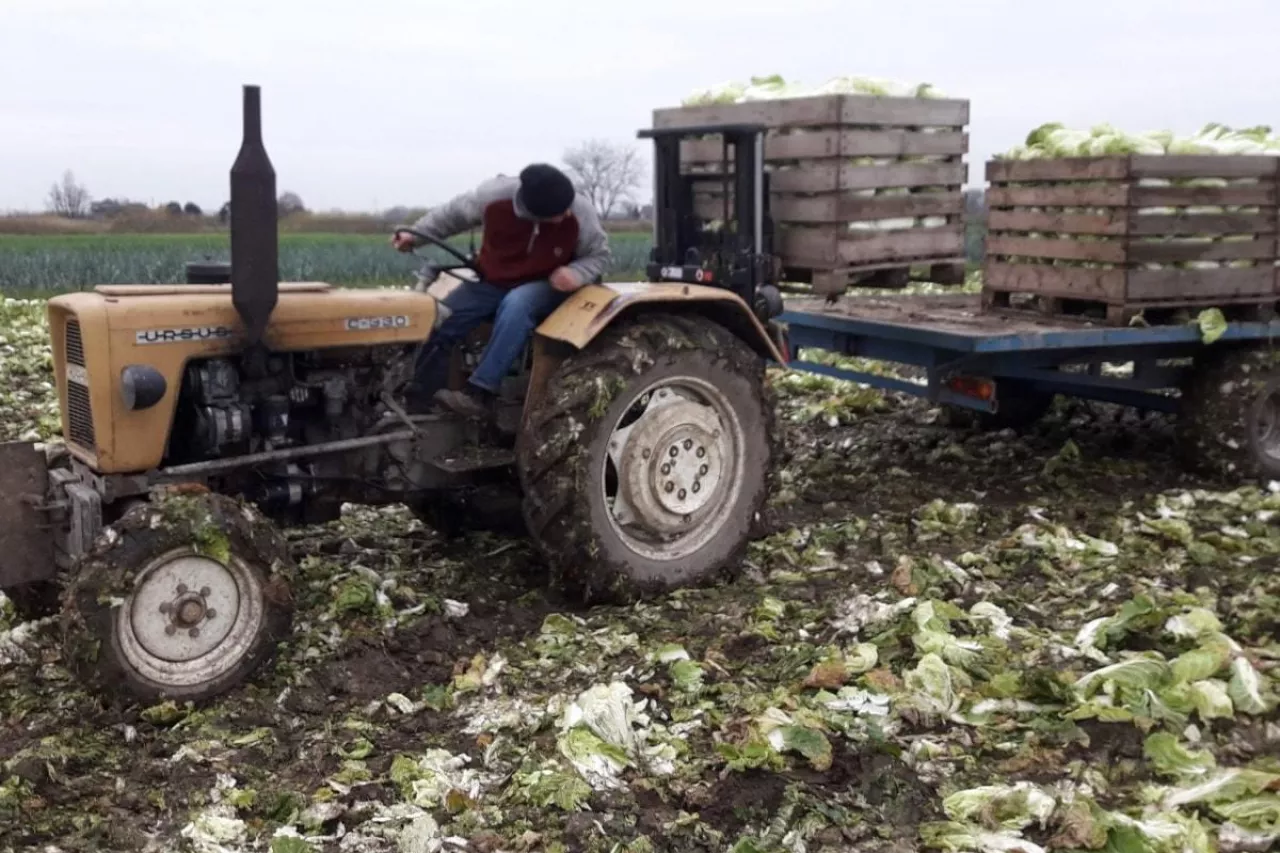Zbiór kapusty pekińskiej