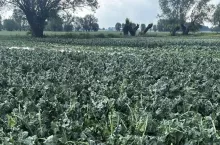 Szkody w uprawach warzyw