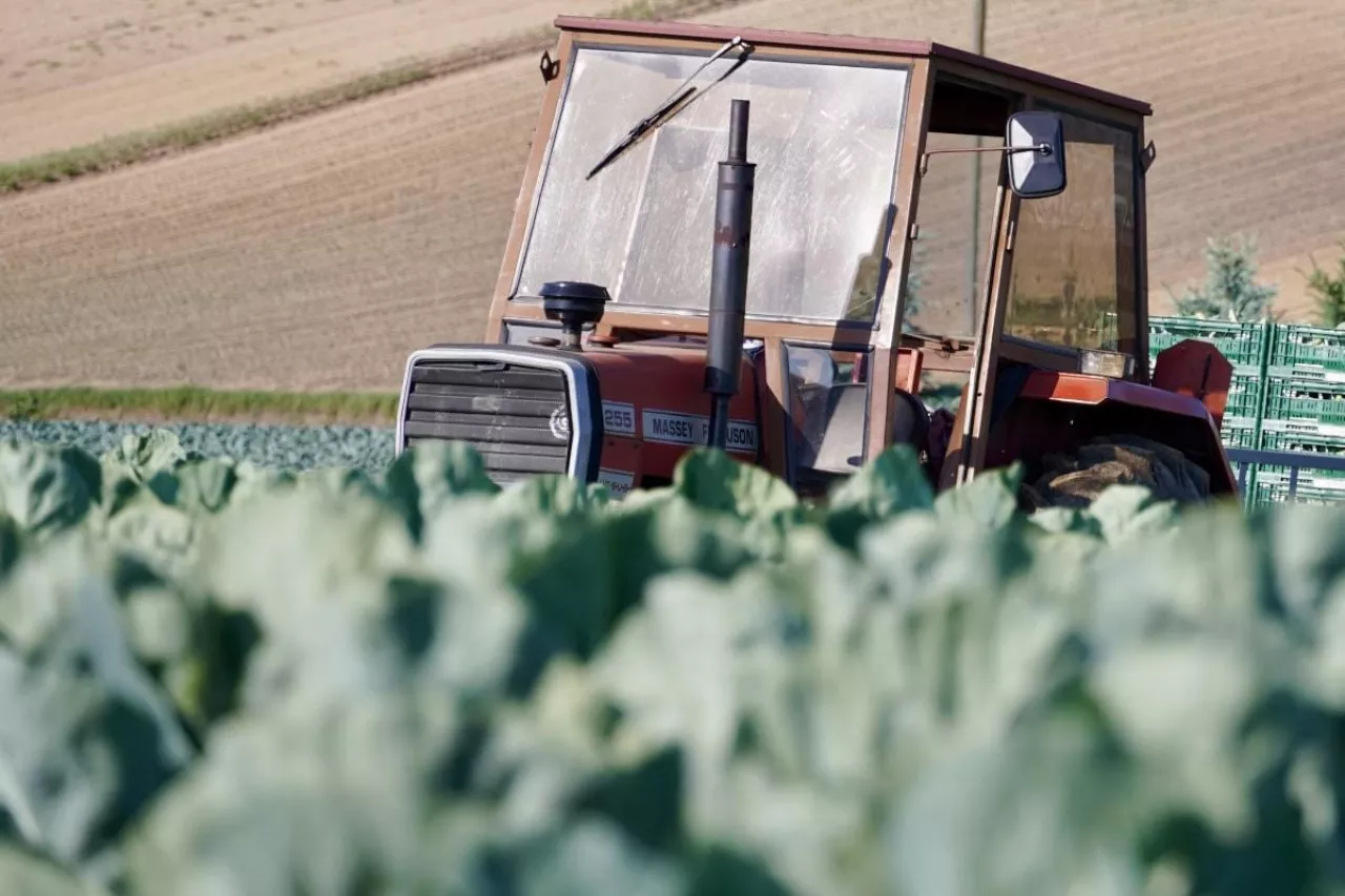 Zbiór kalafiora 2024