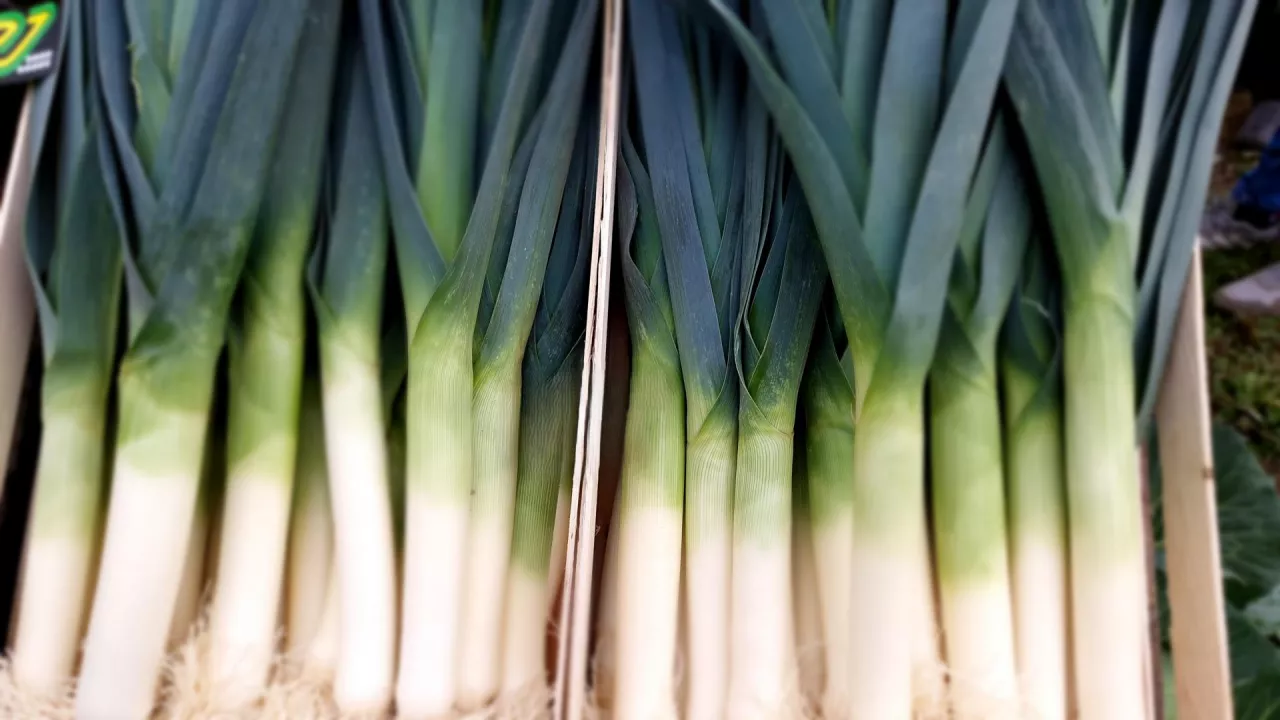 Plantacja pora zimowego, kilka tygodni po posadzeniu