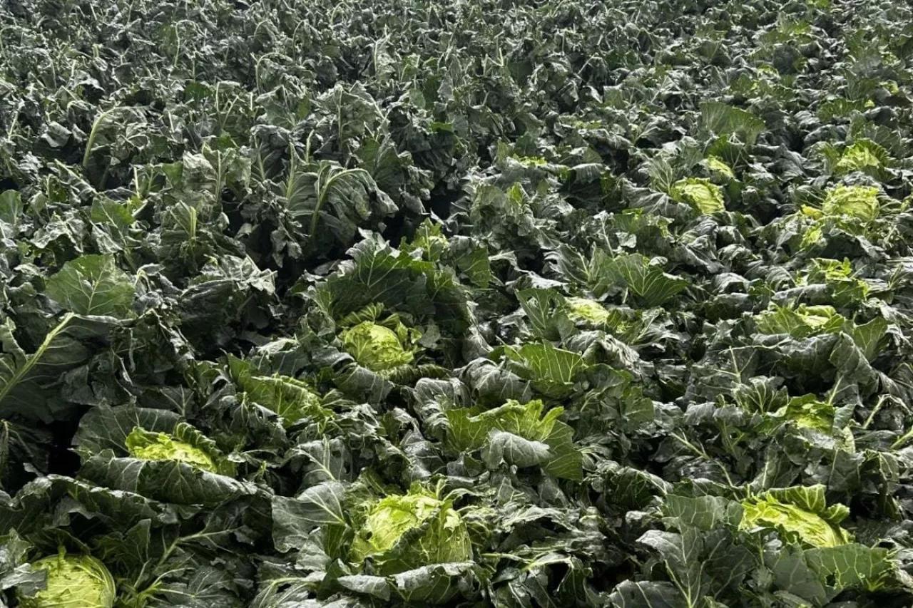 Uprawy warzyw po gradobiciu