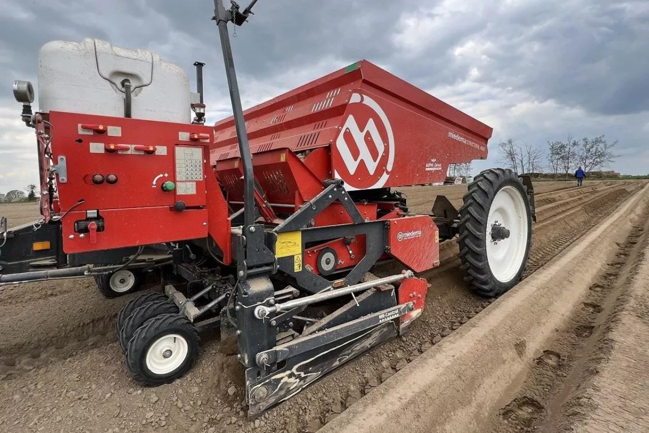 Sadzenie ziemniaków