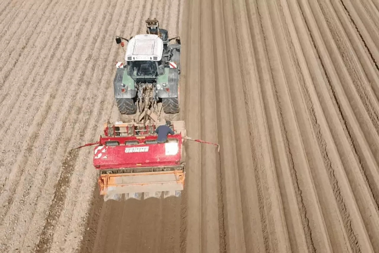 Sadzenie ziemniaków 2022