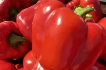 Papryka czerwona