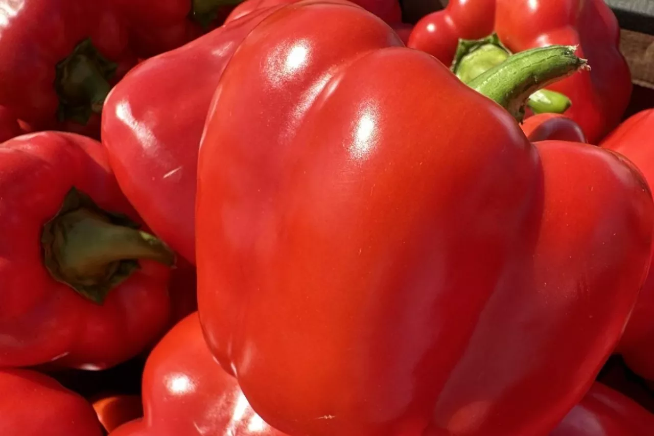 Papryka czerwona