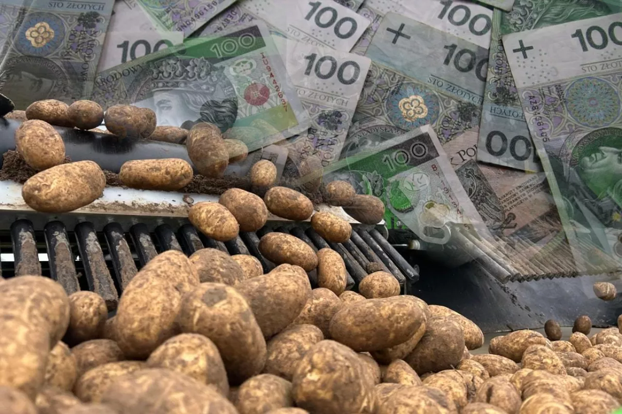 Sortowanie ziemniaków