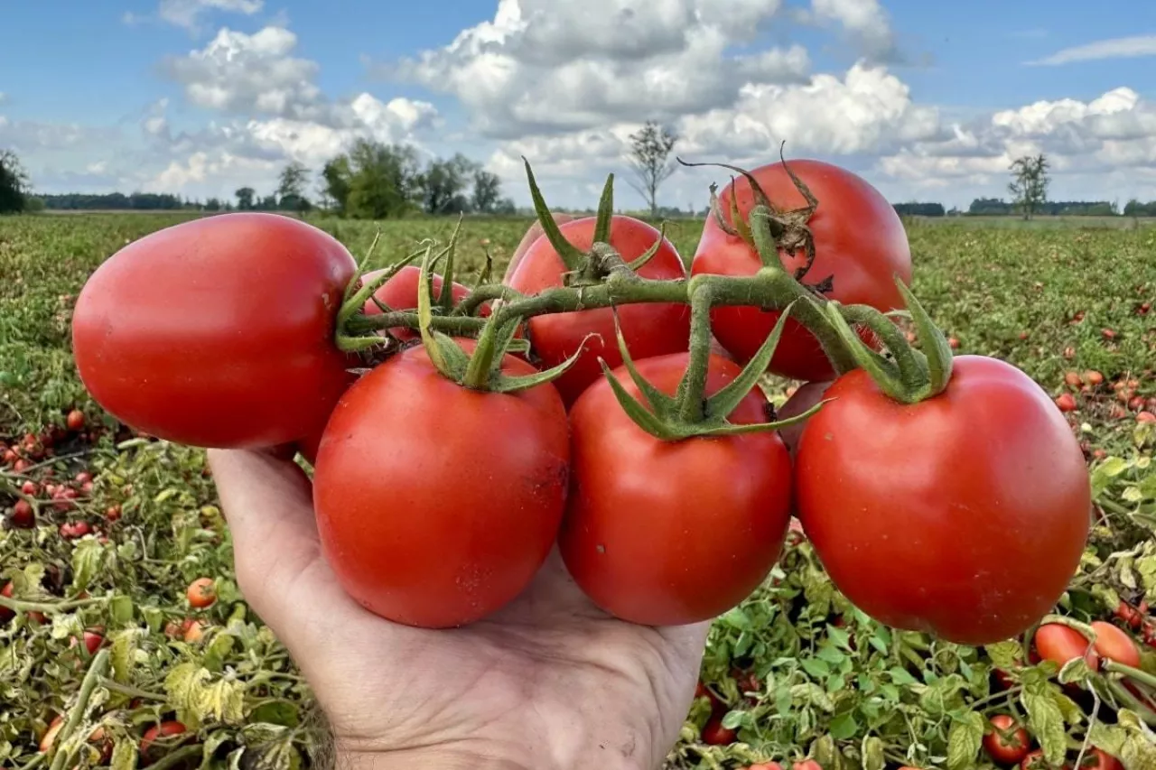 Plantacja pomidorów