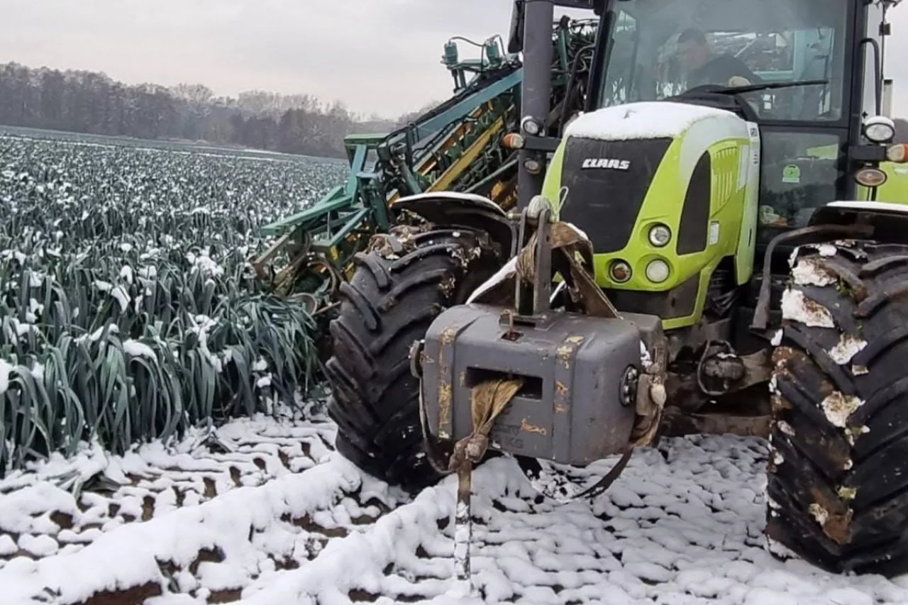 Zimowy zbiór porów