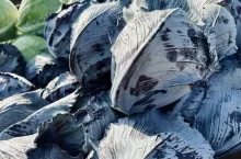 Główki kapusty czerwonej