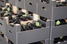 Bakłażan w kartonach