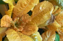 Sałata Super golden lettuce