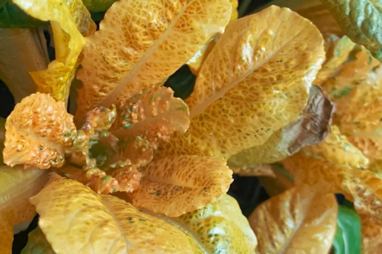 Sałata Super golden lettuce