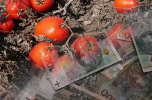 Plantacja pomidorów gruntowych po nawalnych opadach