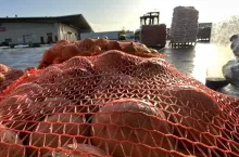 Cebula rynek na Broniszach