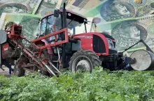 Kombajnowy zbiór pietruszki