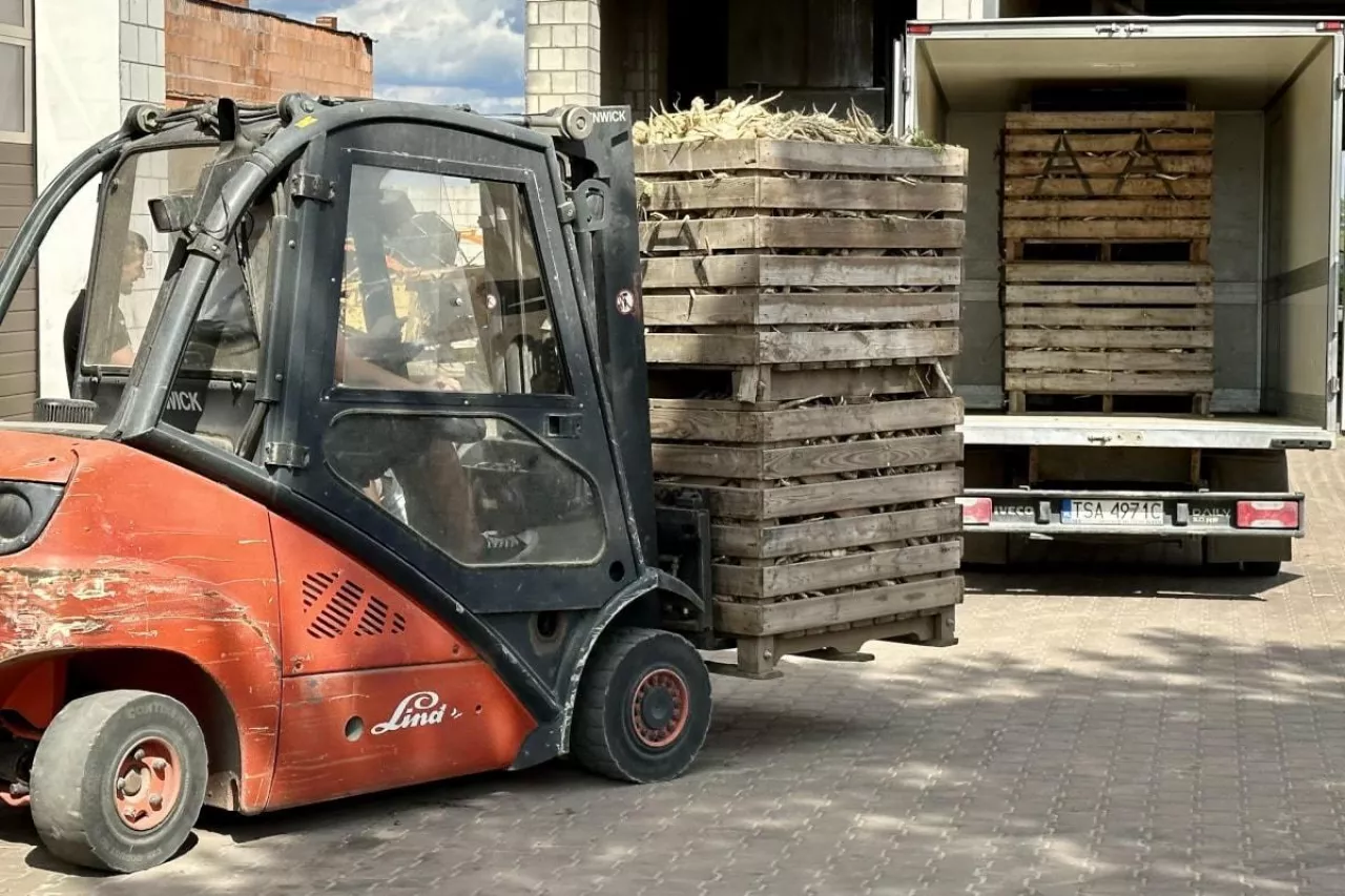 Transport pietruszki