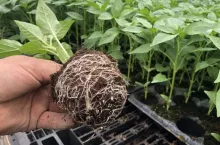 Rozsada papryki w kwietniu