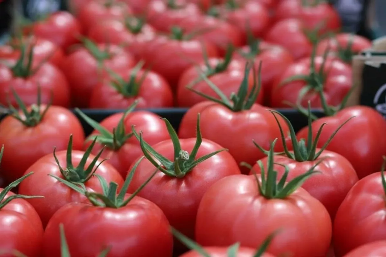 Pomidory malinowe Enza Zaden