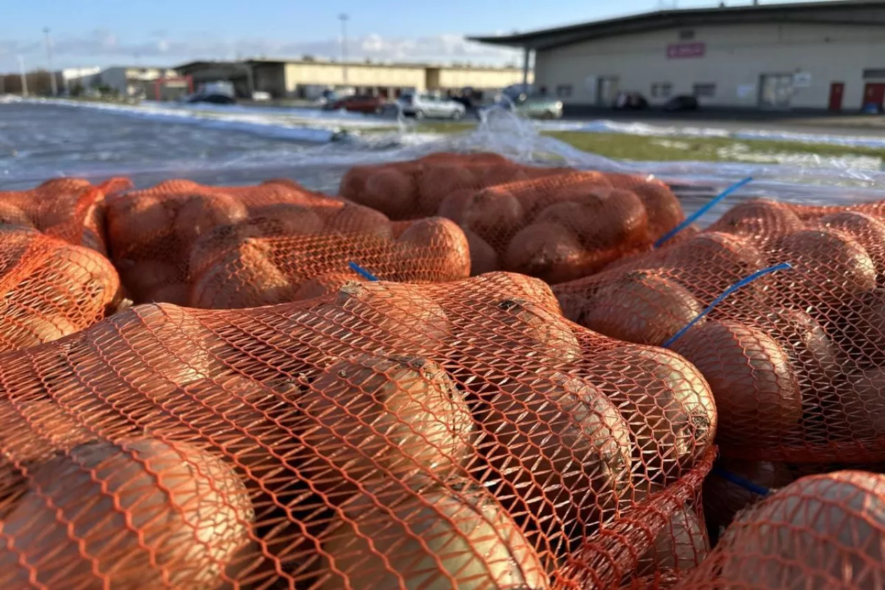 Cebula w workach Bronisze