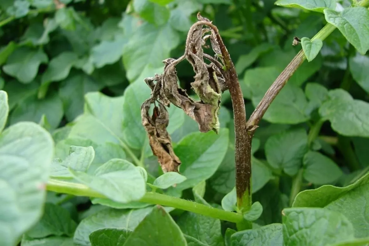 Zaraza ziemniaka forma łodygowa