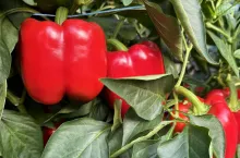 Uprawa papryki pod osłonami