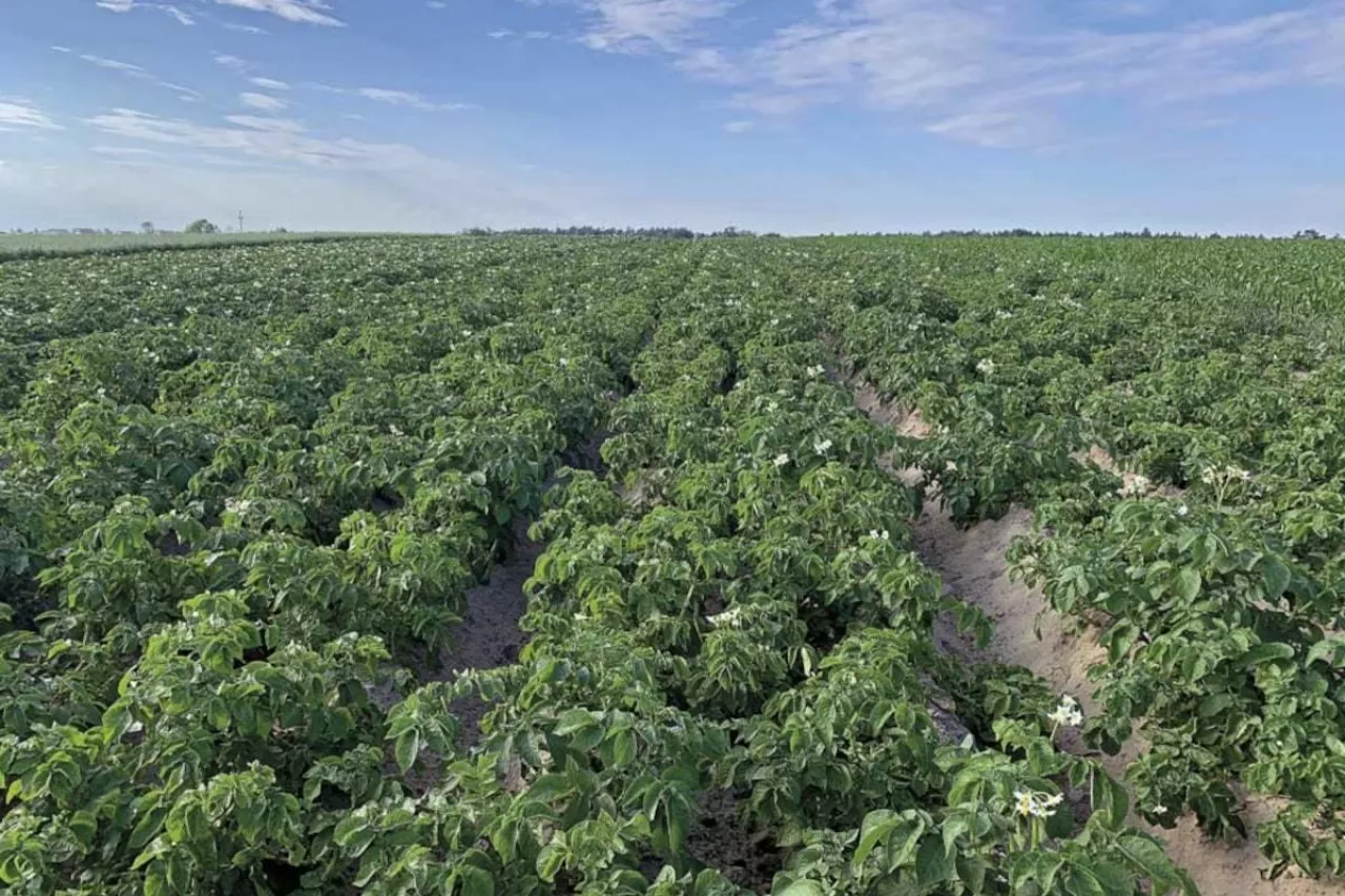 Plantacja ziemniaków