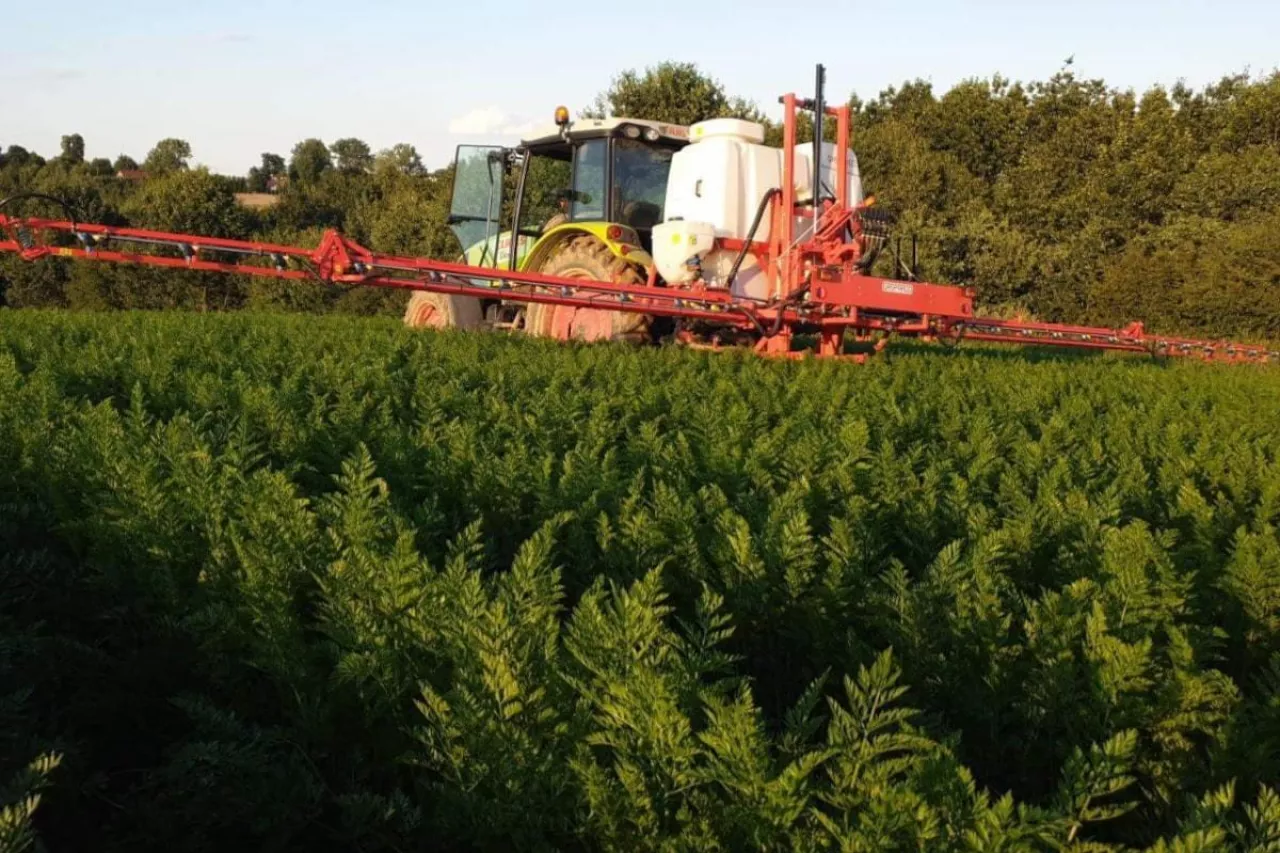 Opryskiwacz plantacja marchwi