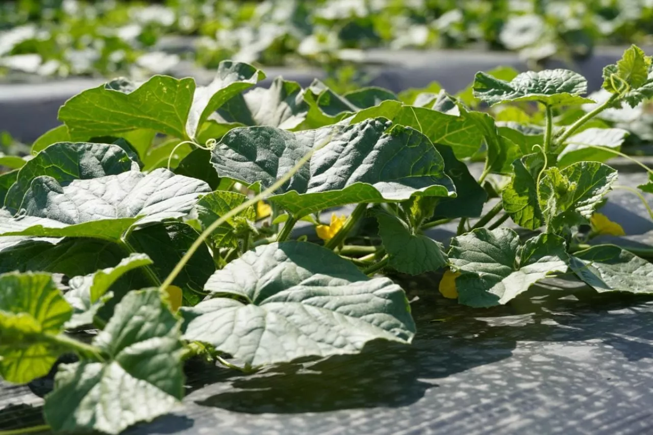 Folia biodegradowalna