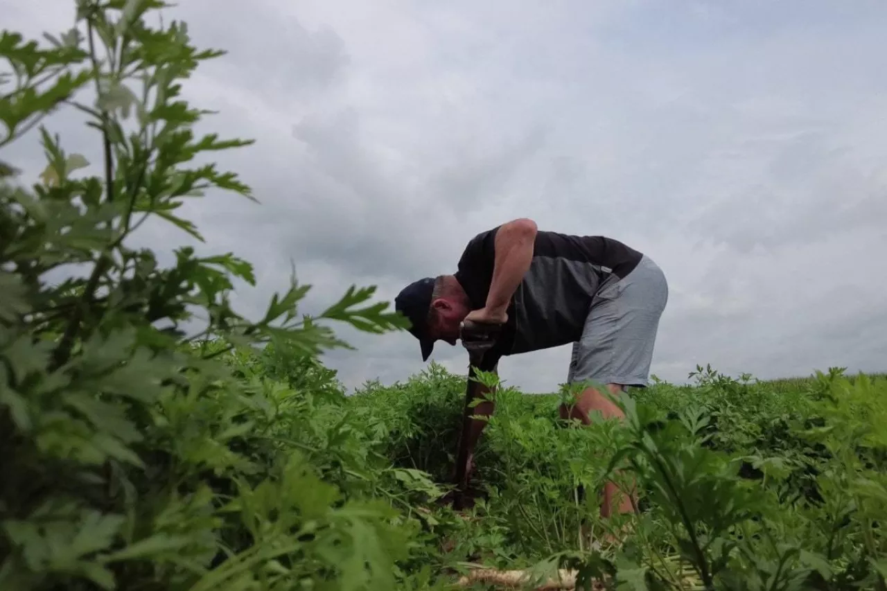 Plantacja pietruszki