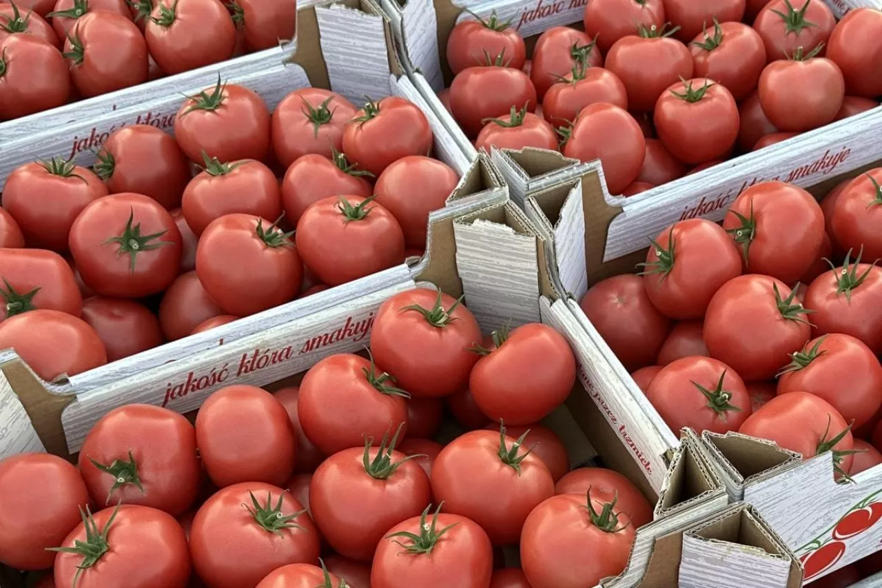 Polskie pomidory malinowe