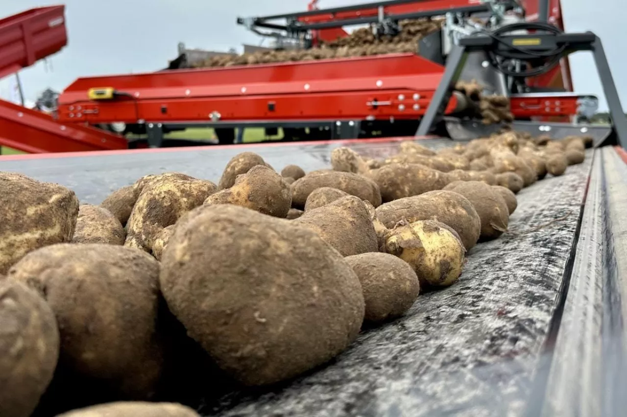 Ziemniaki na cele przetwórcze