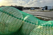 Kapusta biała w workach