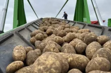 Taśma do transportu ziemniaków