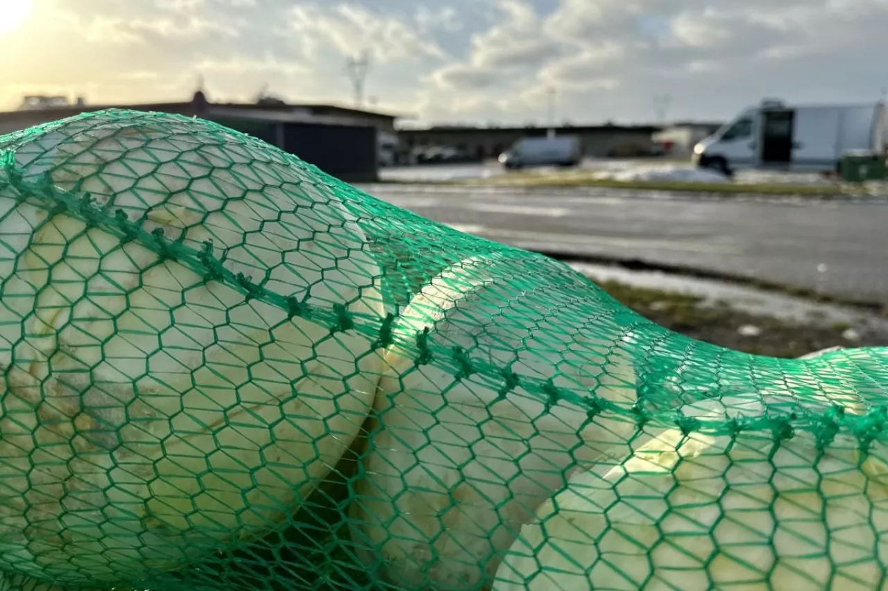 Kapusta biała w workach