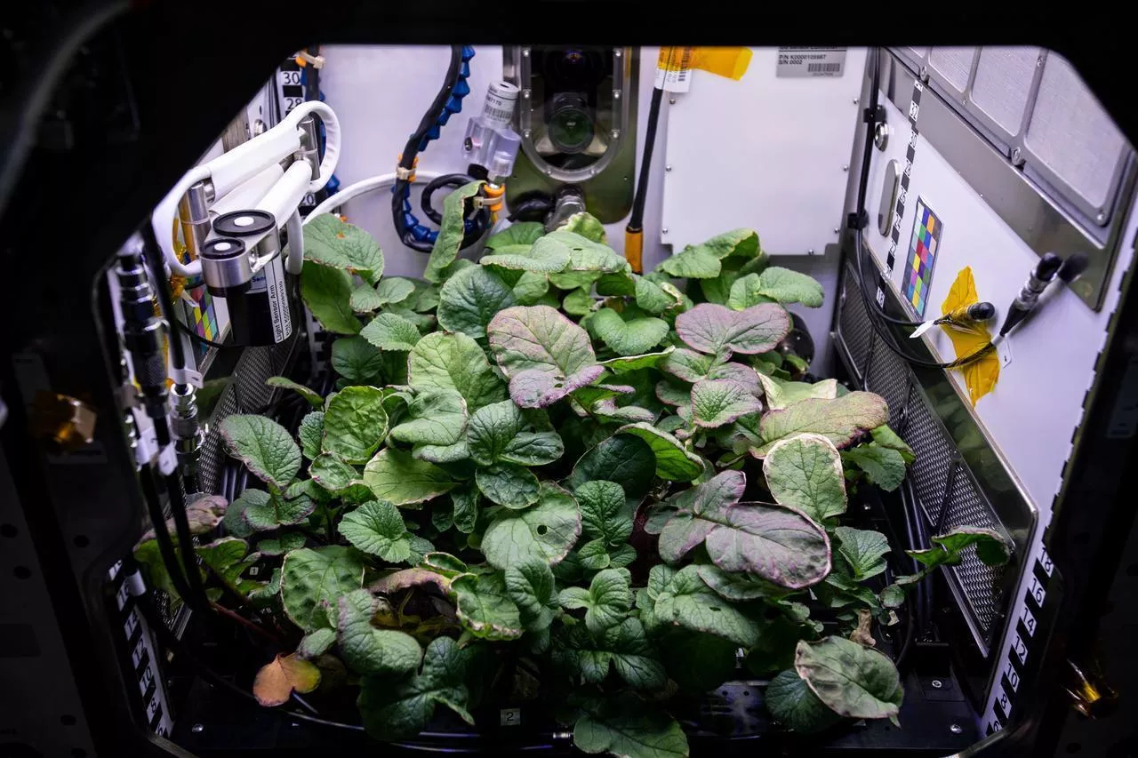 Zdjęcie przedstawia rośliny uprawiane w module badawczym na Międzynarodowej Stacji Kosmicznej. System Veggie, opracowany przez NASA, umożliwia wzrost warzyw w warunkach mikrograwitacji. Na zdjęciu widać bujne zielone liście roślin w specjalnym zamkniętym środowisku, wyposażonym w czujniki i systemy nawadniania.