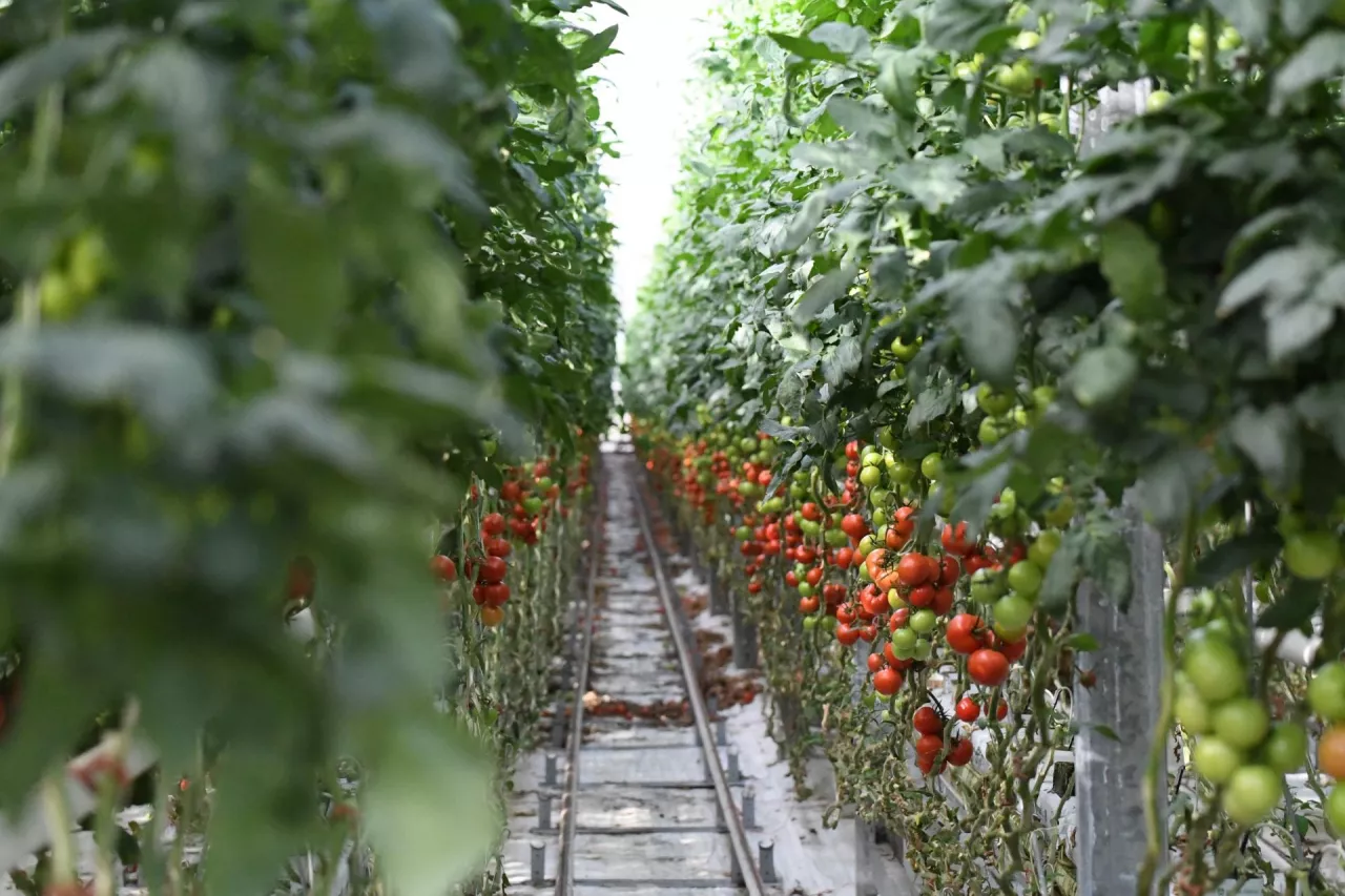 Szklarnia pełna dojrzewających pomidorów uprawianych w nowoczesnym systemie pionowym. Długie rzędy roślin prowadzone na podporach, obwieszone kiściami czerwonych i zielonych owoców, rozciągają się w głąb kadru. Centralnie biegnące tory sugerują zastosowanie zautomatyzowanego systemu zbioru i transportu. Jasne światło wpadające od góry podkreśla intensywną zieleń liści oraz soczyste barwy pomidorów